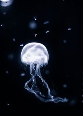 Jelly fish