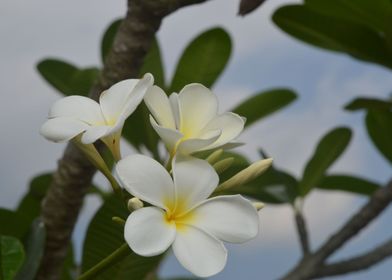 Whuite Frangipani