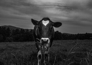 Cow Noir