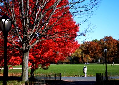 Red Tree in Central Park