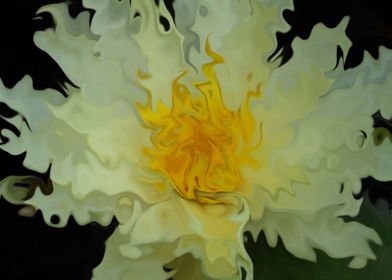 Yellow Waterlily Swirls