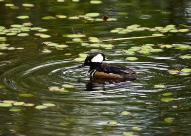 Ripples