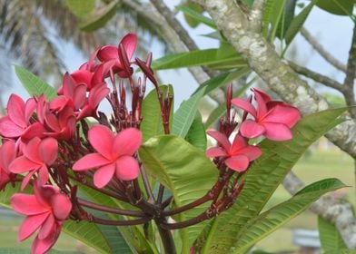 Cluster of Frangipani