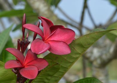 Red Frangipani