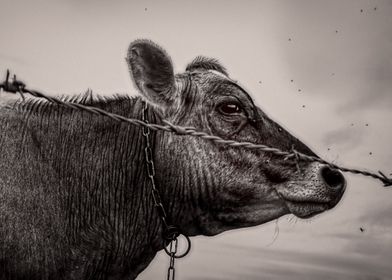 Flies And Barb Wire