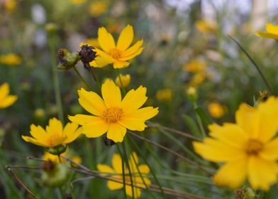 Yellow wildflower