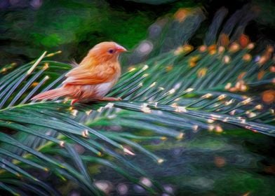 Finch on a Fern