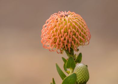 Native Flower 1