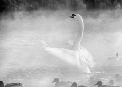 Swan Dancing