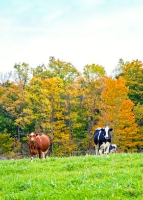 Two Cows in Autumn