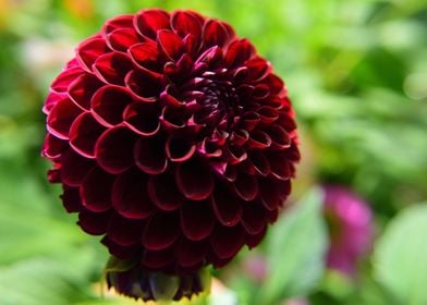 Red Dahlia