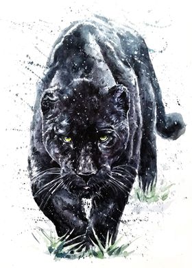 Panther