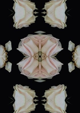 Pattern white rose No3