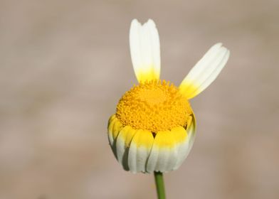 Hippie flower