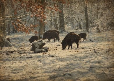 Family of Wild Boars