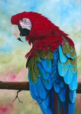 Sticky beak Macaw painting