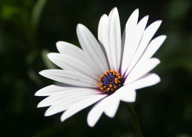 Daisy flower blooming