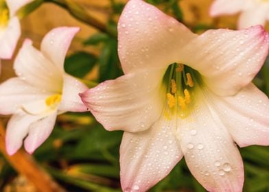 Pastel Flowers