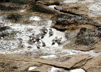 Sandpipers in a tide pool