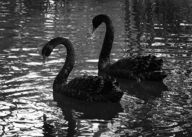 Swans love