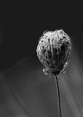 Black and White Wildflower