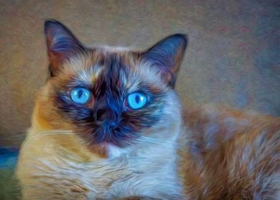 Blue Eyed Cat