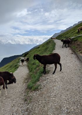Sheep in Austria
