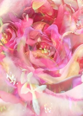 blooming pink rose texture