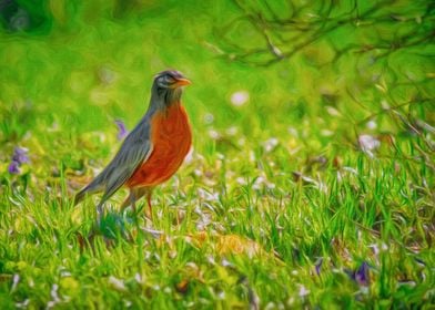 Robin Red Breast