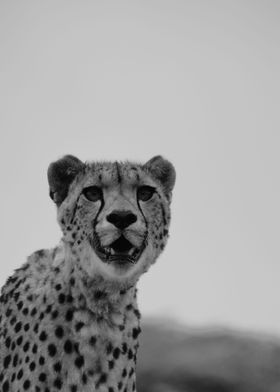 cheetah