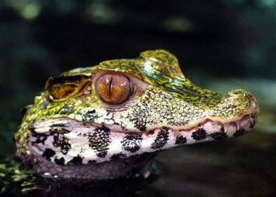 Caiman Croco