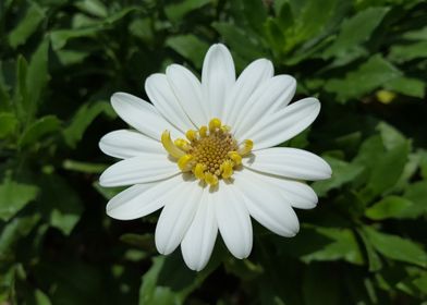 White Flower Power