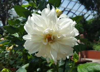 White Bloom Flower Power