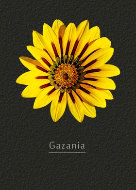 Gazania