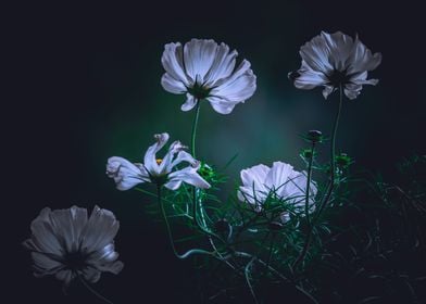 Wild Wind Flowers