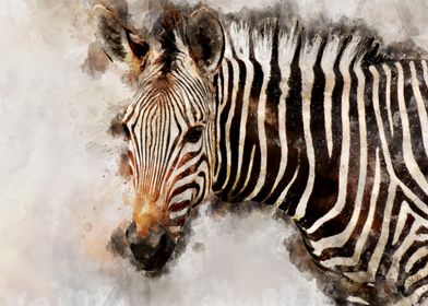 Zebra