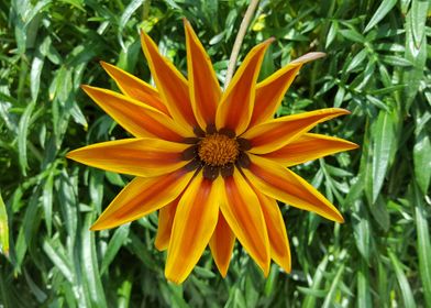 Orange Sun Flower Power