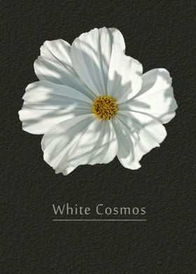 White cosmos