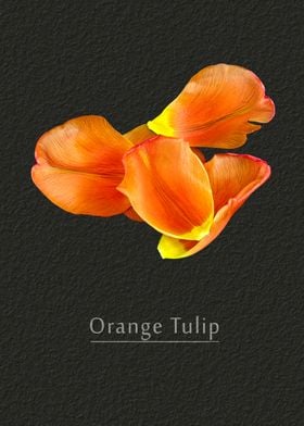 Tulip petals