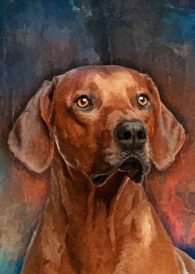 Rhodesian Ridgeback 