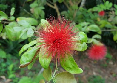 Red Bristle Flower Power