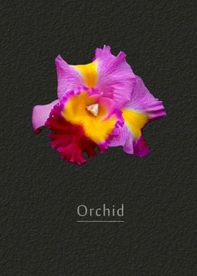 Orchid