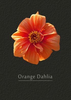 Orange dahlia