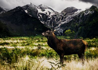 Deer and Mountains