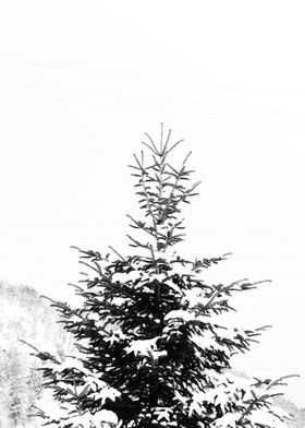 Snow covered fir tree 