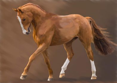 Bay Stallion Horse