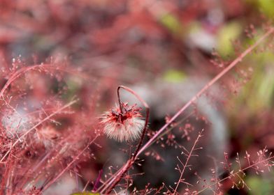 Red Flower