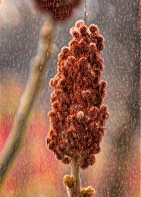 Sumac Flower