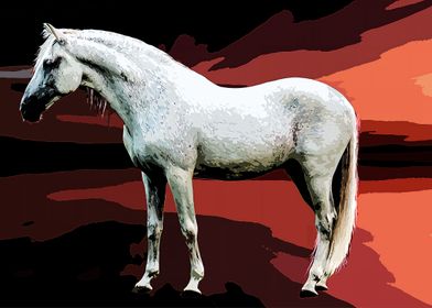 Grey Stallion