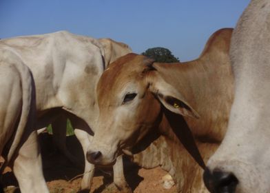 The crossing of the oxes